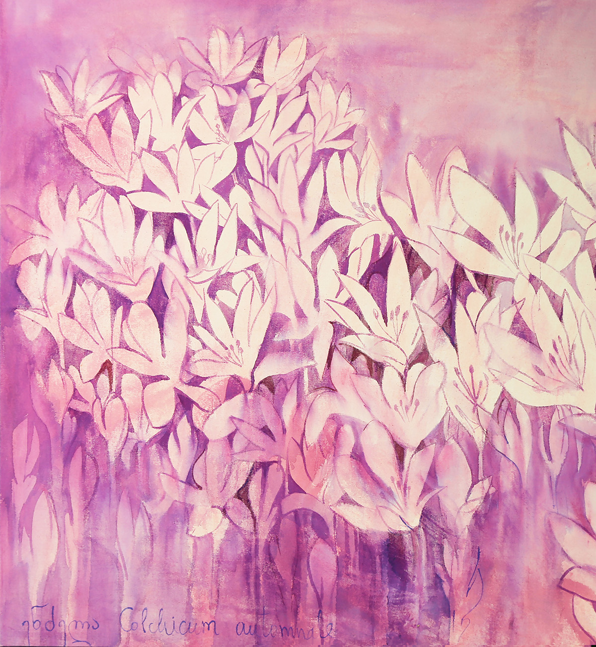 Crocus: Colchicum 3