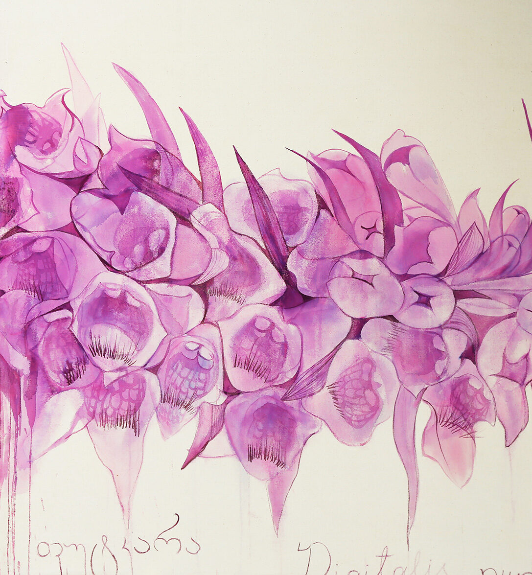 Digitales Ferrugenia and Purpurea