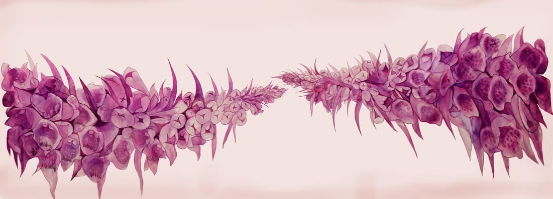 Digitales Ferrugenia and Purpurea