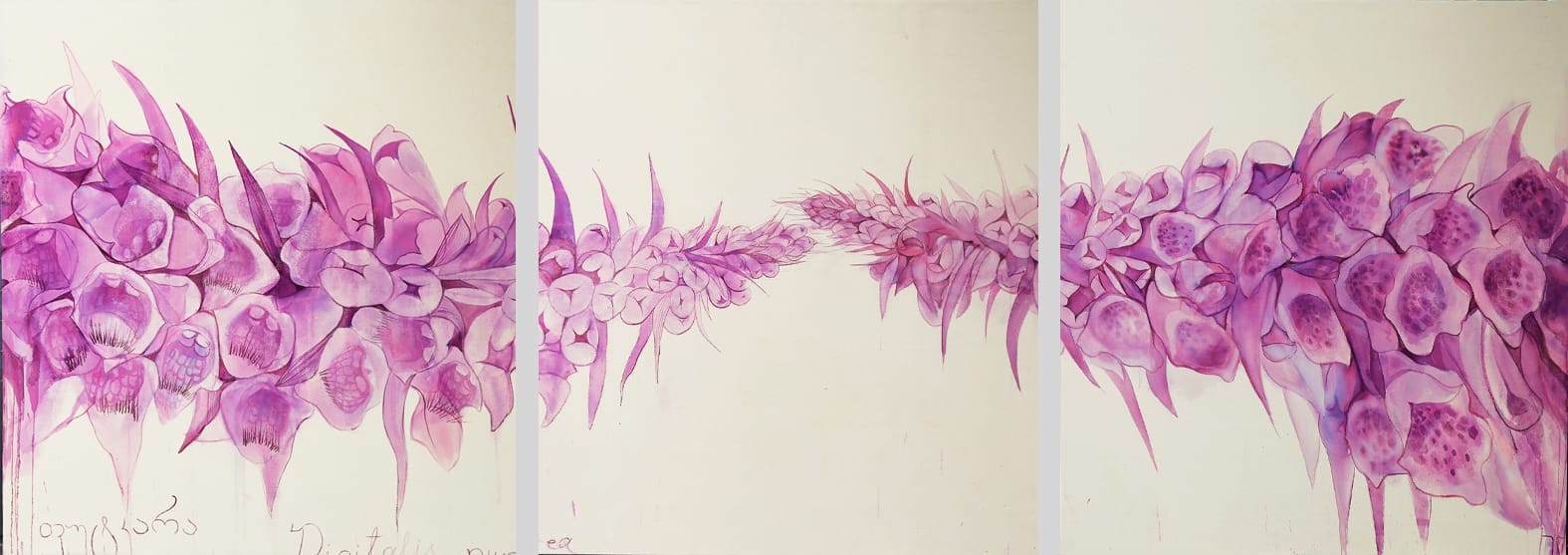 Digitales Ferrugenia and Purpurea