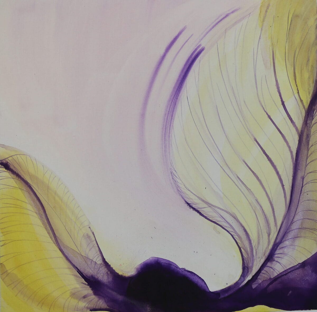Iris Iberica